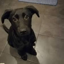 Check spelling or type a new query. Lab German Shepherd Mix Facts