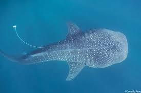 Where Do The Biggest Fish In The Sea Go To Find Enough Food Turns Out Not Too Far If They Live In A Region With Lots Of F Whale Shark Shark