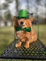 Happy St. Patrick's Day! 🍀🌈💚