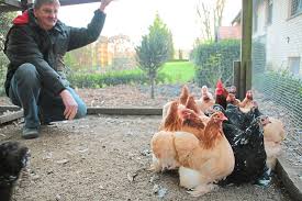 Hausarrest fürs Federvieh