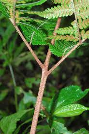 Image result for Ctenitis cirrhosa