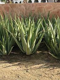The aloe vera plant is an easy, attractive succulent that makes for a great indoor companion. Aloe Vera Plants For Sale Fastgrowingtrees Com