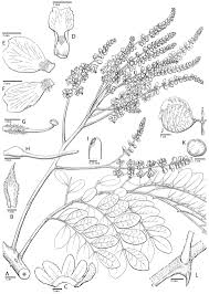 Image result for Gelrebia glandulosopedicellata