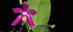 Image result for Angraecum moandense