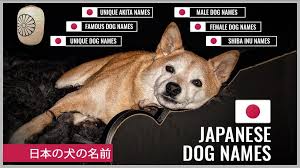 Along with molly and tucker, other wild west names that are popular for dogs include beau, dakota, dixie, gunner, minnie, paisley, ranger, and scout. 180 Awesome Japanese Dog Names æ—¥æœ¬ã®çŠ¬ã®åå‰ With Meanings Petmoo