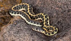 They are usually calm, but will stand their ground when threatened. Arizona Snake Identification Phoenix Scottsdale Tucson And Surrounding Areas Snake Identification