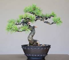 Image result for Stephania cyanantha