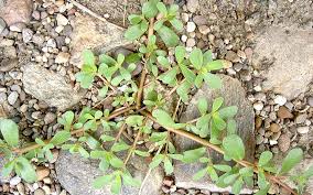 Wilder Portulak Saatgut Pflanzen Portulak Saatgut