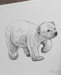 My Sketchbook Art Portfolio I Endangered Vulnerable Threatened Species Animals I Art Ideas Sketc Polar Bear Art Polar Bear Drawing Animal Drawings Sketches