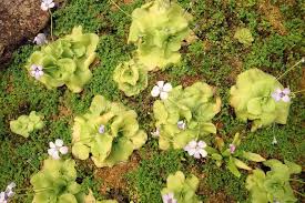 Image result for Lentibulariaceae