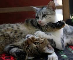 We did not find results for: Signs Your Kitty Would Love A Second Cat Cole Marmalade