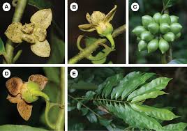 Image result for Artabotrys