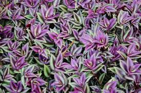 Image result for Tradescantia zebrina