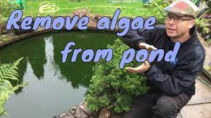 Some fish will clean your pond. How To Remove Algae From Pond Without Harming Fish Youtube