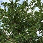 Image result for Dovyalis zeyheri