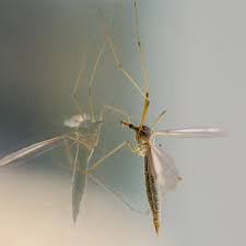 Yet most people know little about bed bugs, let alone what to do about an infestation or how to avoid one. Pest Exterminators In Middleburg Fl Pest Exterminators Near Me Top Pest Control Directory