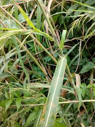 Image result for Hyparrhenia tamba