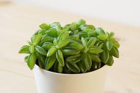 ペペロミア ニパドラ 増やし 方