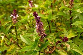 Image result for Ocimum labiatum