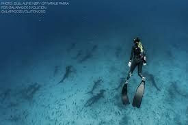 The m.click here to read the full answer! Freediving With Schooling Hammerheads Around Darwin S Arch In The Galapagos Islands For Galapagos Evolution Sharks