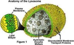 Lysosome It S Structure Function Enzimas Biologia Anatomia