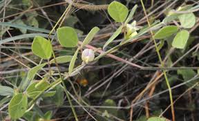 Image result for Macrotyloma ellipticum