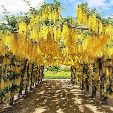 Yellow Wisteria Boulevard Templenewsam In 2020 Wisteria Tree Yellow Wisteria Wisteria Pergola