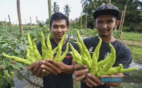 Maybe you would like to learn more about one of these? Tinta Minda Bernama Pertanian Dan Peluang Golongan Belia