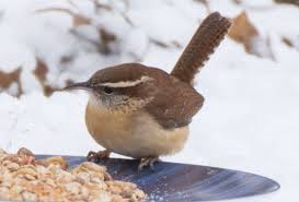This article tells you what indiana birds you can expect in your backyard and when they are most common. Carolina Wren Indiana Audubon Society