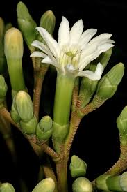 Image result for Anthocleista grandiflora