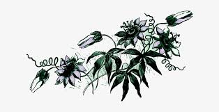 Di dasar ini ialah hasil contoh gambar sketsa bunga yang menawan dan gampang ditiru. Vine Flower Floral Design Leaf Gambar Sketsa Bunga Merambat 624x340 Png Download Pngkit