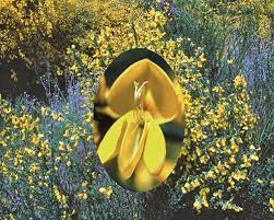 Scotch Broom For Meeting The Challenges Of Our Times Flower Essence Services