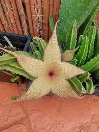 Image result for Stapelia gigantea