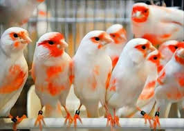 Pin De Mehmet Serkan En Canario Passaros Canarios Canario Ave Pajaros Hermosos