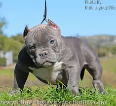 If you are looking for american bully for sale, you've come to the perfect place! Pin On Pets