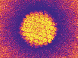 Read about the risks of hpv and what you can do as a parent. Hpv Sex Cancer And A Virus Nature News Comment