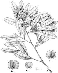 Image result for Sapindaceae