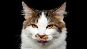 However due to its high natural oiliness the hair of these animals does not fall easily. Domestic Shorthair Cat Profile Cat World