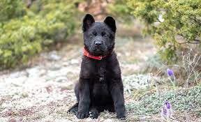 It will develop red color if the pigmentation doesn't go lighter or darker with time. Everything You Need To Know About Black German Shepherd Puppies