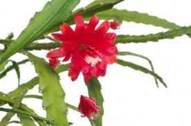 Winter cactus plants have an opposite growing season than most houseplants do. Orchid Cactus Care And Blooming Horticulture