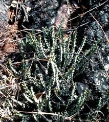 Image result for Euphorbia matabelensis