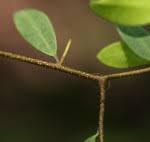 Image result for Synaptolepis alternifolia