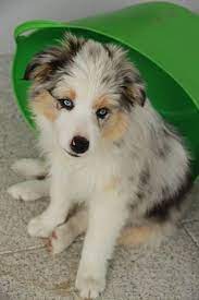 Pin By Jayde Boyd On I 3 Animals Working Dogs Shepherd Puppies Blue Merle Border Collie