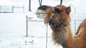 You can easily wear a camel or tan blazer during summer! Can Camels Live In The Cold Can They Live On Our Homestead Youtube