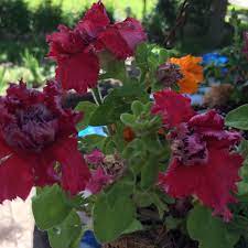 Check spelling or type a new query. Cold Tolerant Annuals Growing Hardy Annual Flowers In The Garden
