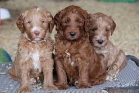 Krakajak Labradoodles Labradoodle Breeder On The Mid North Coast
