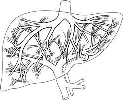 Sporozoites infect liver cells and mature into schizonts , which rupture and release merozoites. Download Diagram Of Liver Liver Anatomy Black And White Full Size Png Image Pngkit