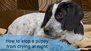 How often should i potty train my puppy at night? How Long Do Puppies Cry At Night How To Stop A Puppy S Crying