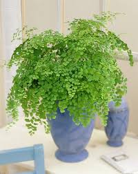 26 Best Plants That Grow Without Sunlight Growing Plants Indoors Plants Cool Plants