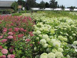Image result for Hydrangea arborescens Pink Anabelle